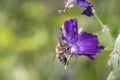 Bee pollinates Geranium phaeum Ã¢â¬Å¾ Lilly Lovell
